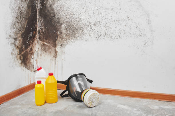 Best Fast Mold Removal  in Everett, WA