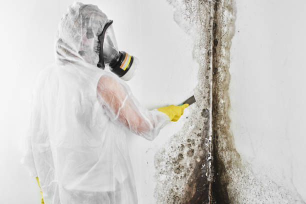 Best Office Mold Removal Services  in Everett, WA
