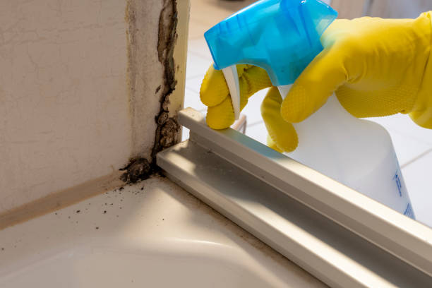 Best Same-Day Mold Removal  in Everett, WA