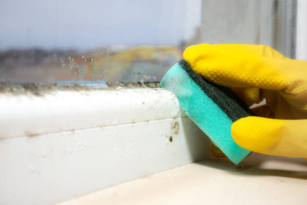 Attic Mold Removal in Everett, WA