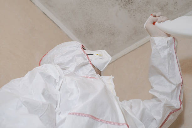 Reliable Everett, WA Mold Removal Solutions