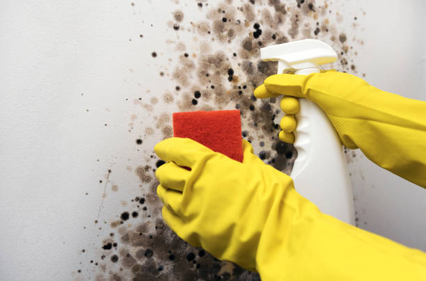 Best Certified Mold Removal  in Everett, WA