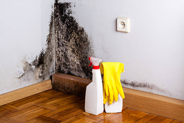 Best Mold Removal Company Near Me  in Everett, WA