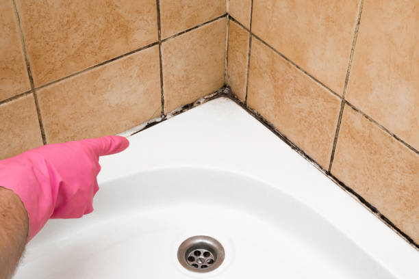 Best Fast Mold Removal  in Everett, WA