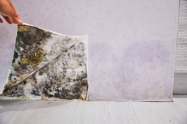 Best Fast Mold Removal  in Everett, WA
